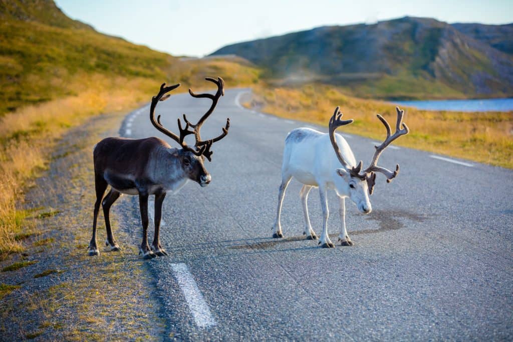 Rendieren op de weg in Noordkaap, Noorwegen